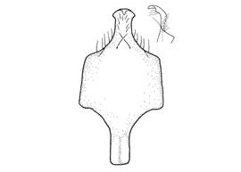   Anthidium schwarzi  male, diagram showing ventral view of eighth sternum (S8), diagram from Gonzalez and Griswold 2013 
